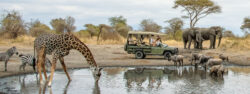 The Tanzania Safari Parks You Must Visit Now