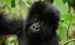 Best months and time for Rwanda gorilla trekking
