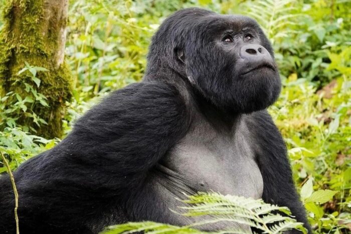 Best Steps for Booking Rwanda Primate Safari