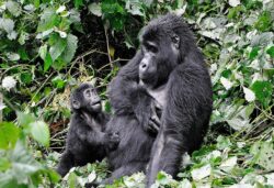 5 Day Rwanda Gorilla Safari with Chimps and Golden Monkeys