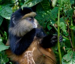 4 Day Rwanda Tour Golden Monkey Trek and Bisoke Hike