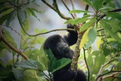 3 Days Gorilla and Golden Monkey Trekking Rwanda Tour