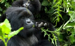 7 Days Gorilla Tracking Rwanda and Zanzibar Beach Holiday
