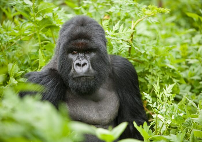 5 Days in Rwanda with Gorillas and Akagera Big Five Safari
