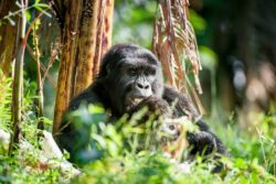 4 Days Safari to Rwanda and Uganda with Gorilla Tracking and Game Safaris