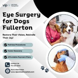 Top Rated Eye Surgery for Dogs Fullerton VIP Animal Hospital Pet Experts