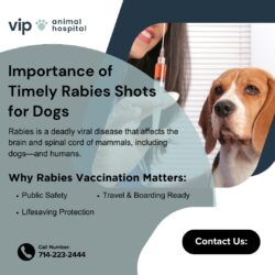 Stay Compliant & Safe: Rabies Shots for Dogs at VIP Animal Hospital