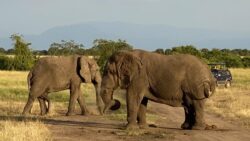 Top 5 Best Animals You Must Visit on Rwanda Safari Tours