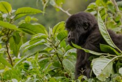 Top 8 Special Interest Rwanda Safari Experiences
