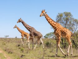 Best reasons for combining Serengeti and Ngorongoro on a Tanzania safari