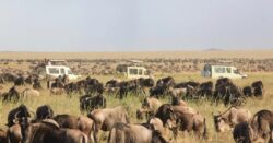 Best 9 reasons for visiting Tanzania safari parks