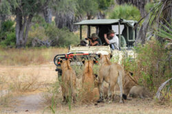 Best Tanzania safari parks to visit for Africa vacation packages