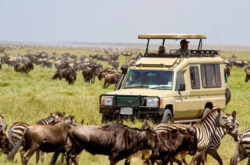 Best things to do on Serengeti tour Tanzania safari