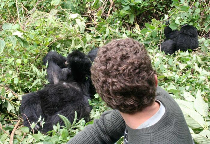 Best Tips for Visiting Gorillas on Rwanda Safari