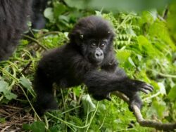 Combining Rwanda primates in one single trip on Rwanda primate safari