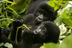 3 Days Budget Gorilla Tracking Uganda and Rwanda Golden Monkeys