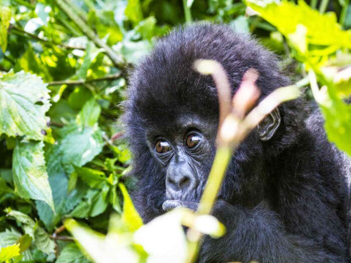 Top 10 Activities on a Combined Rwanda and Uganda Safari