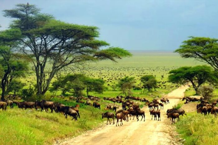Best and Unique Things Not to Miss on Serengeti Tour