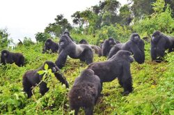 4 Days All-Inclusive Gorilla Tracking Rwanda Tour