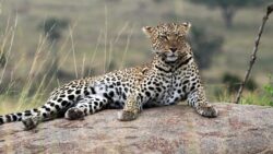 Best 10 Reasons for Choosing Tanzania for African Safari Tours