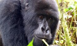 Best Rwanda Safari Experiences for Your Rwanda Vacations
