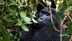 Best Things to Consider When Booking Gorilla Tracking Rwanda