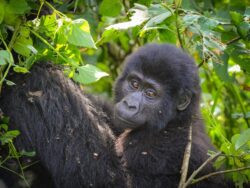 Best Time to Book a Gorilla Permit for Your Rwanda Gorilla Safari