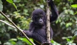 Best Time to Go for Rwanda Tours of Gorillas and Chimps