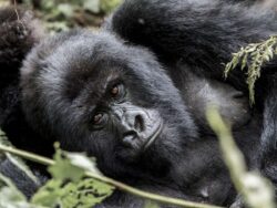Best Tips for Pairing Tanzania Tours and Rwanda Gorilla Safari