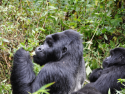 Best Way to Place a Safari Tour in Rwanda with Best Experience