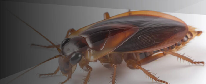 Cockroach Control Singapore | Ardent Pest Management