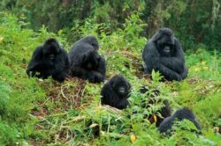 5 Days Rwanda Safari Gorillas and Lake Kivu