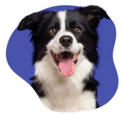 Liability Insurance for Dogs