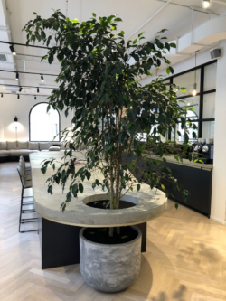 Indoor Plant Rental Victoria – Stylish Greenery for Homes & Offices