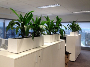 Corporate Plant Hire Melbourne – Enhance Your Workplace with Greenery