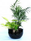 Stylish & Affordable Indoor Plant Hire for Homes & Offices