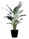 Affordable Office Plant Hire Melbourne – Stylish Indoor Plants for Your Workspace