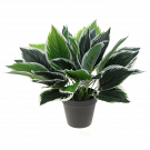 Install Small Artificial Plants for Big Impact