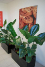 Professional Plant Hire for Offices, Events & Homes