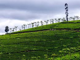 Explore the Serene Tea Gardens of Ooty – A Visual Journey with Two World Tango