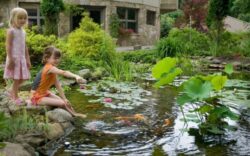 ✨ Beautiful Koi Pond Installation Bay Area | Affordable Prices 🐟🌿