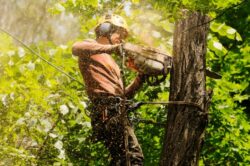 Stump Grinding Sydney