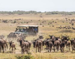 Tip for combining Kenya Tanzania tours focused on great migration