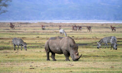 Top 5 Most Visited Tanzania Safari Destinations Now