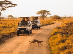 Top 10 Rated Tanzania Trip Packages Now