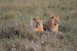Top 7 Tanzania Safari Attractions You Must Visit Now