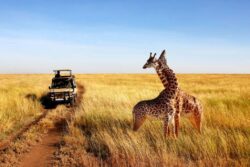 Top Things Not to Miss on Best African Safari Trips in Tanzania
