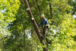 Tree Removal Bondi