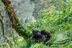 4 Days Uganda Safari from Rwanda with Gorillas