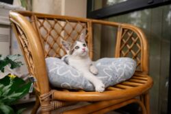 Comfortable & Caring Cattery in Melbourne for Your Cat’s Perfect Stay